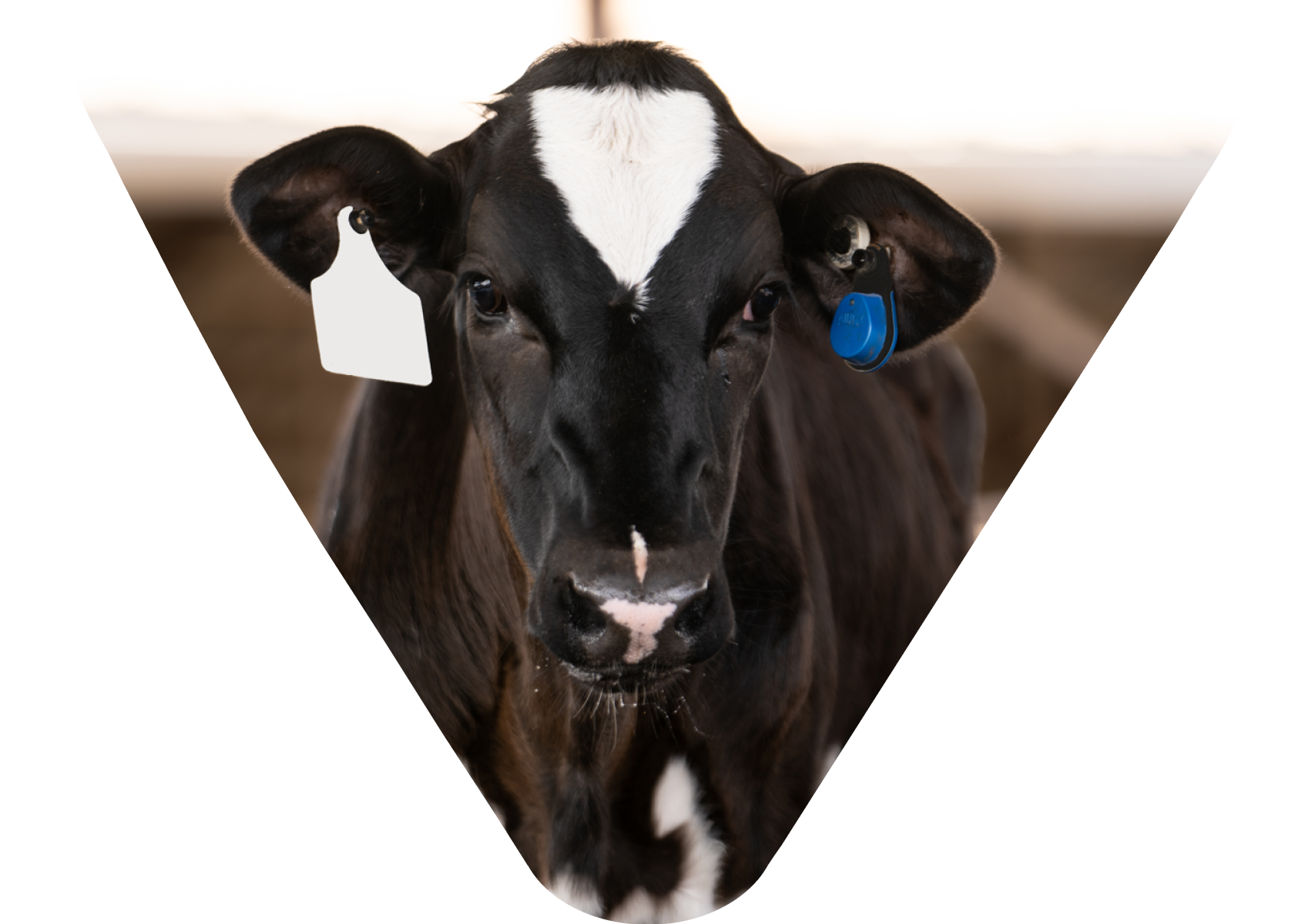 Un veau noir et blanc avec étiquette d’oreille SenseHub Dairy